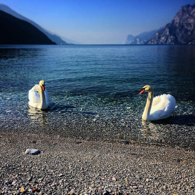 Villa Linfano Torbole Sul Garda Exteriör bild